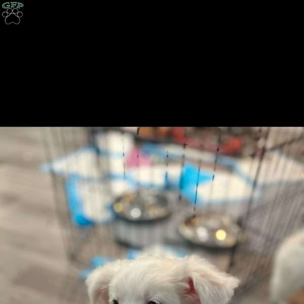 Alaska, Pomeranian Mix Puppy